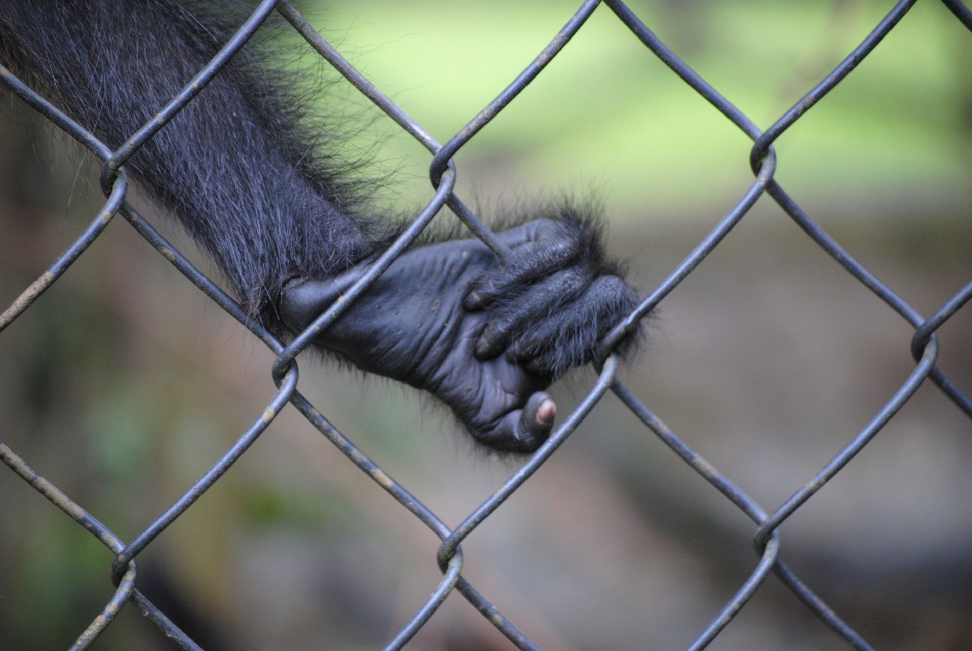 A close up of a monkey 's hand holding onto a chain link fence.