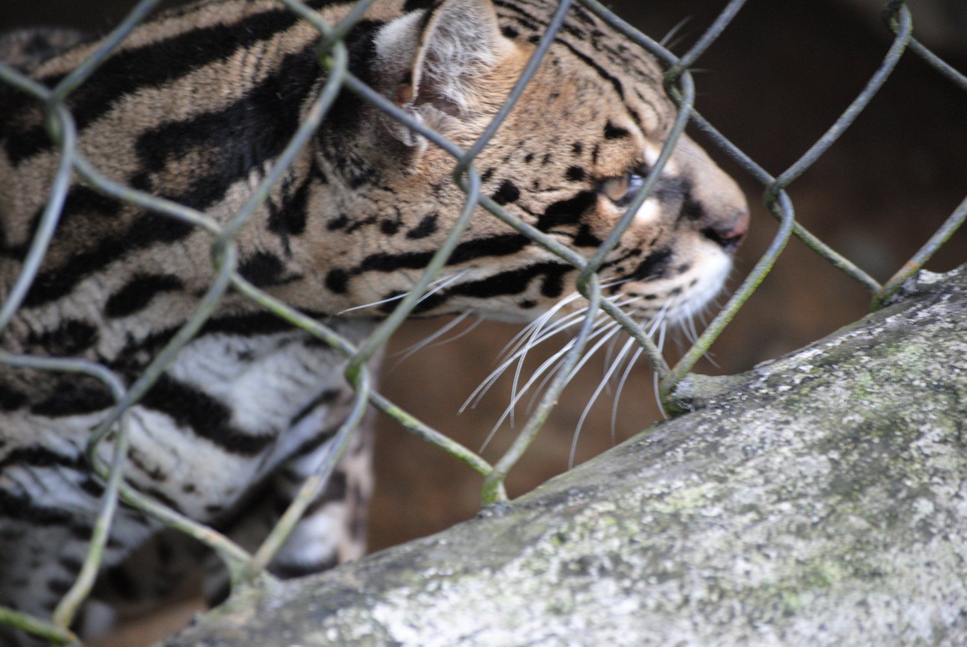 A close up of a leopard behind a chain link fence.