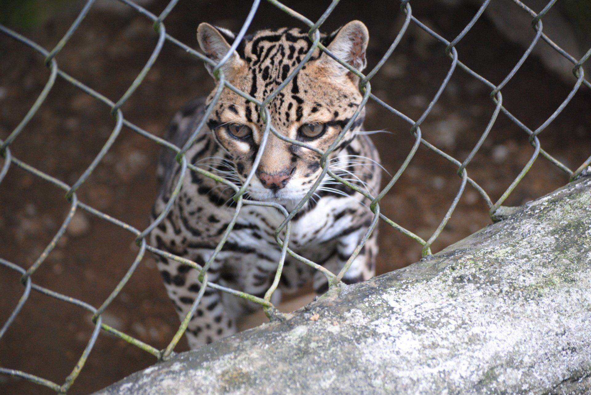 A leopard behind a chain link fence looking at the camera