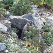 A marmot is sitting on top of a rock in the woods.