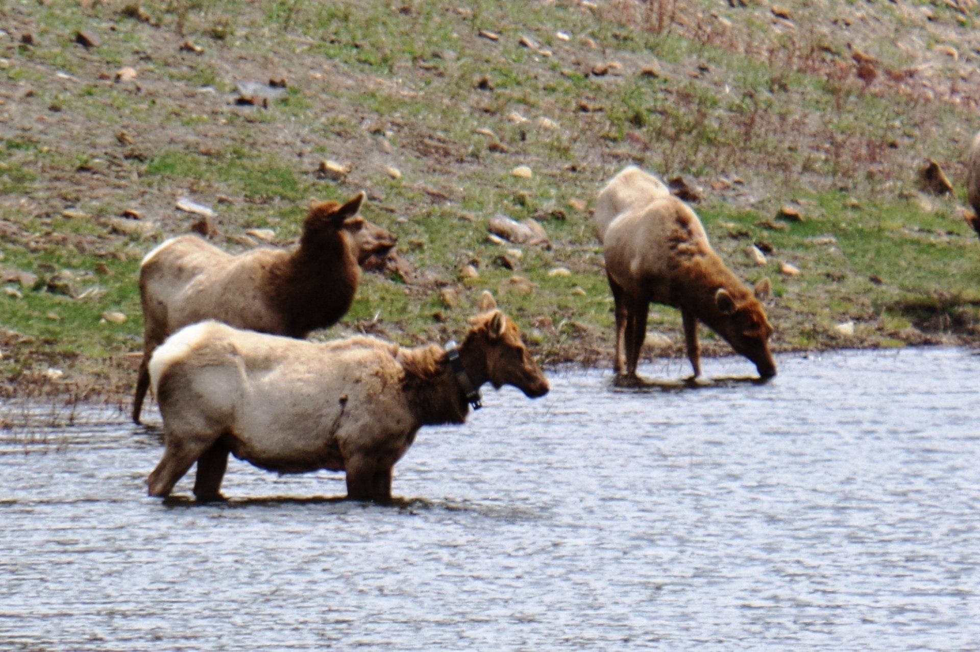A herd of elk are drinking water from a pond.