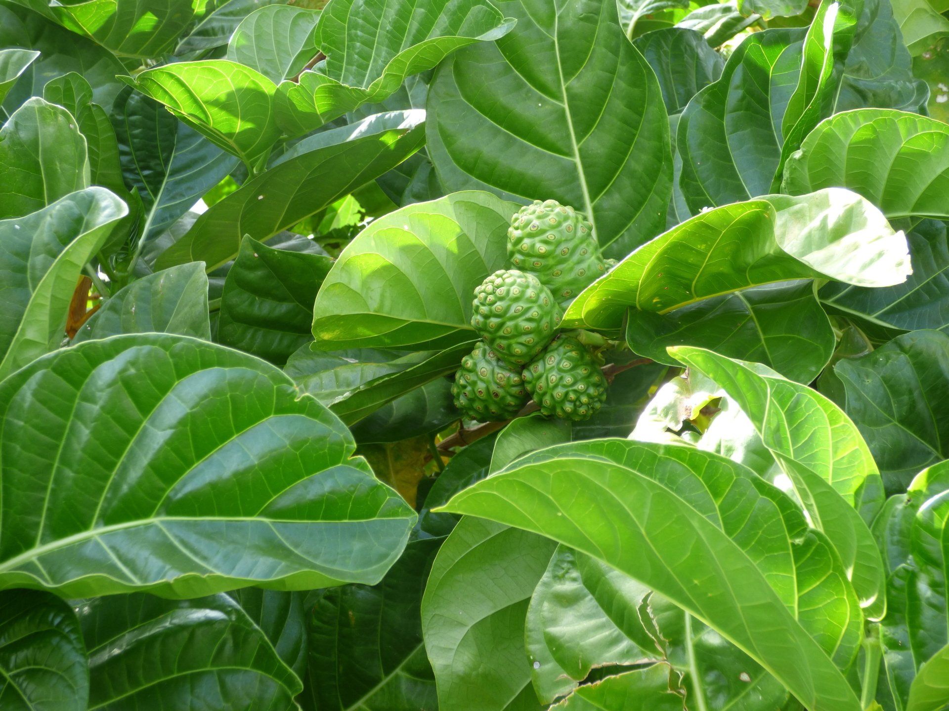 A bunch of green leaves are growing on a tree