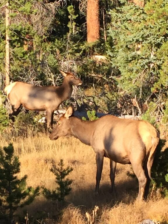 Two deer standing next to each other in a field