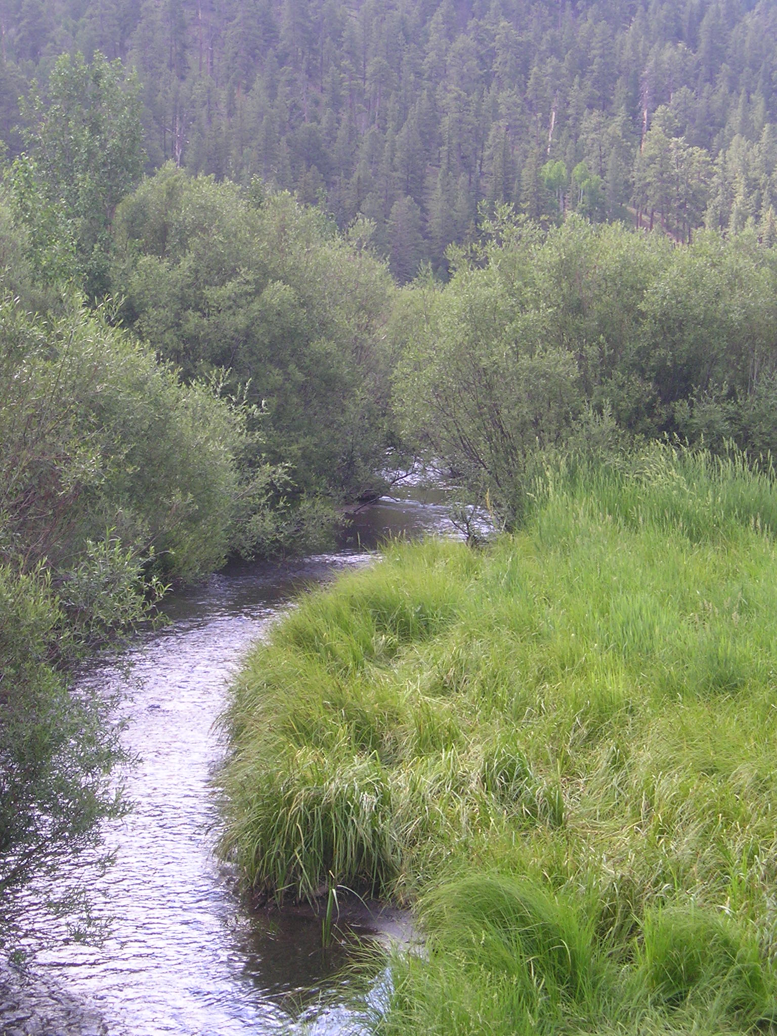 A river runs through a lush green forest.