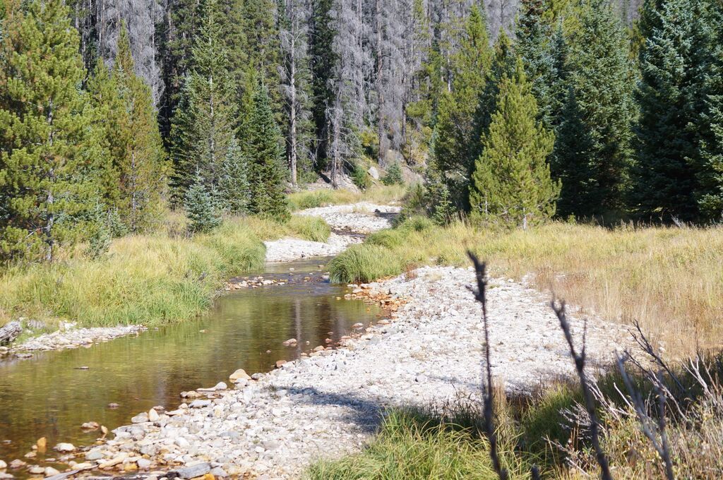 A river in the middle of a forest surrounded by trees.
