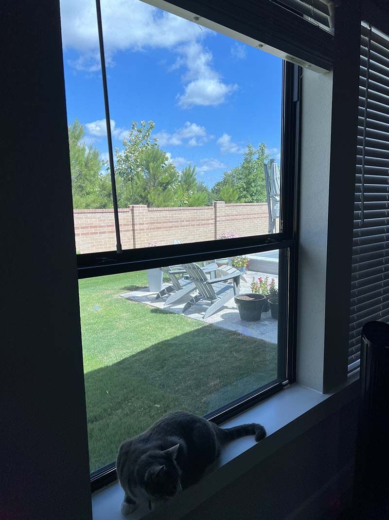 Cat on windowsill, looking out at a backyard with a fence and a bright blue sky.
