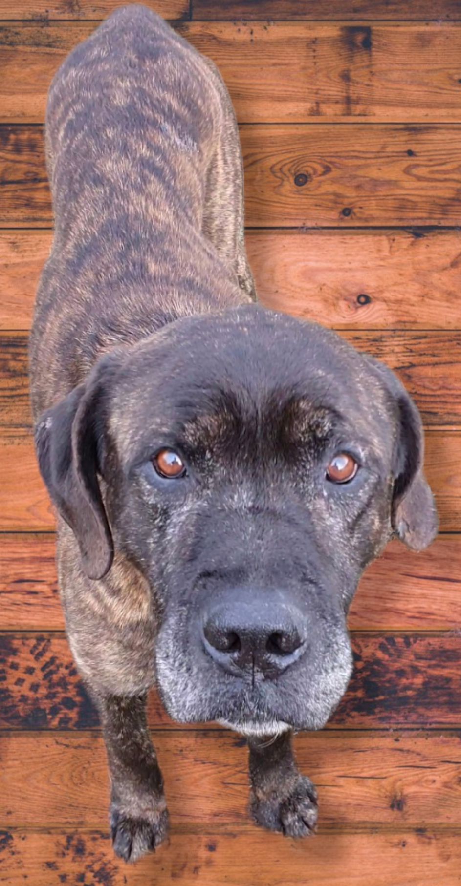 Labrador-Boxer-Mix 