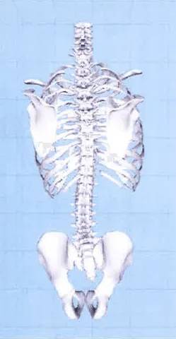 Radiografia schiena