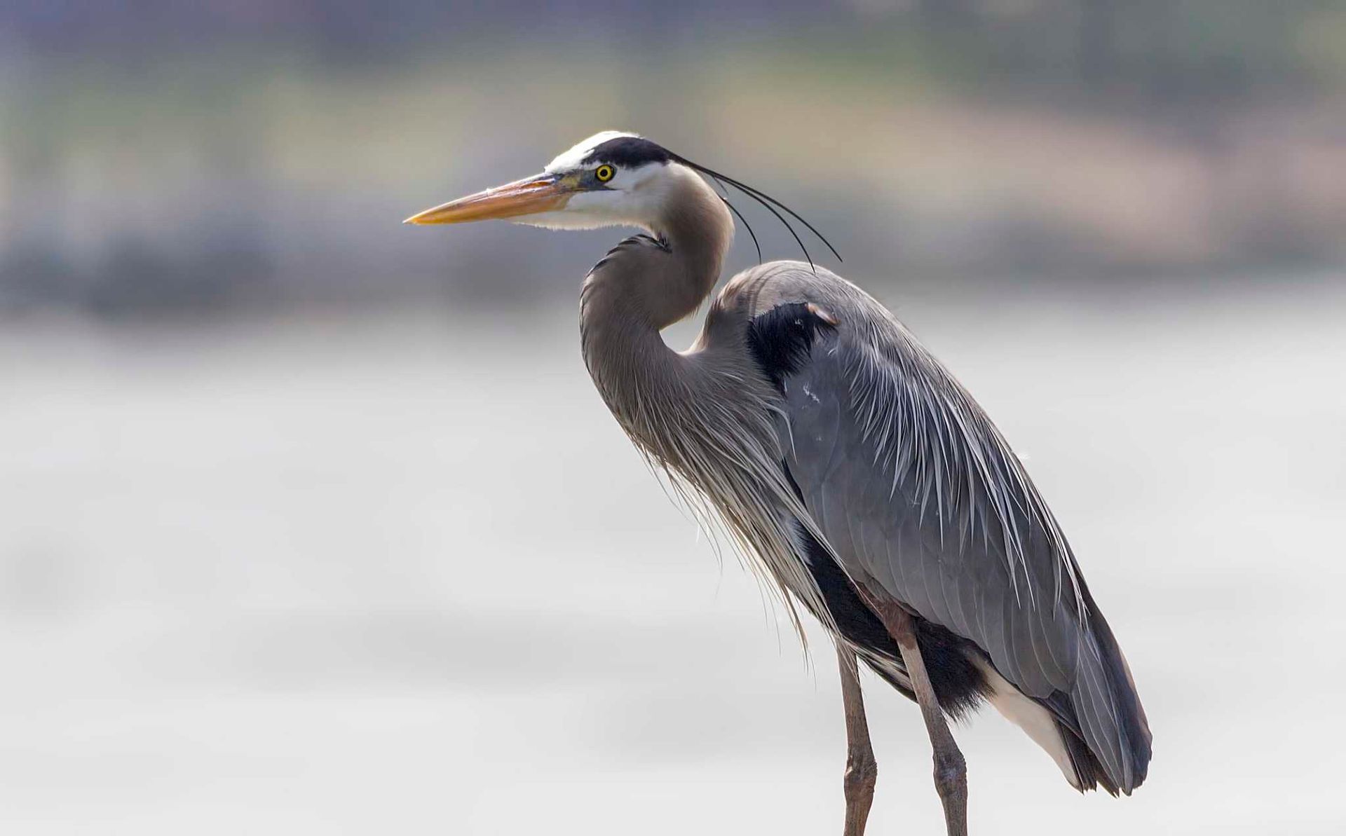 news about gulf shores, Alabama