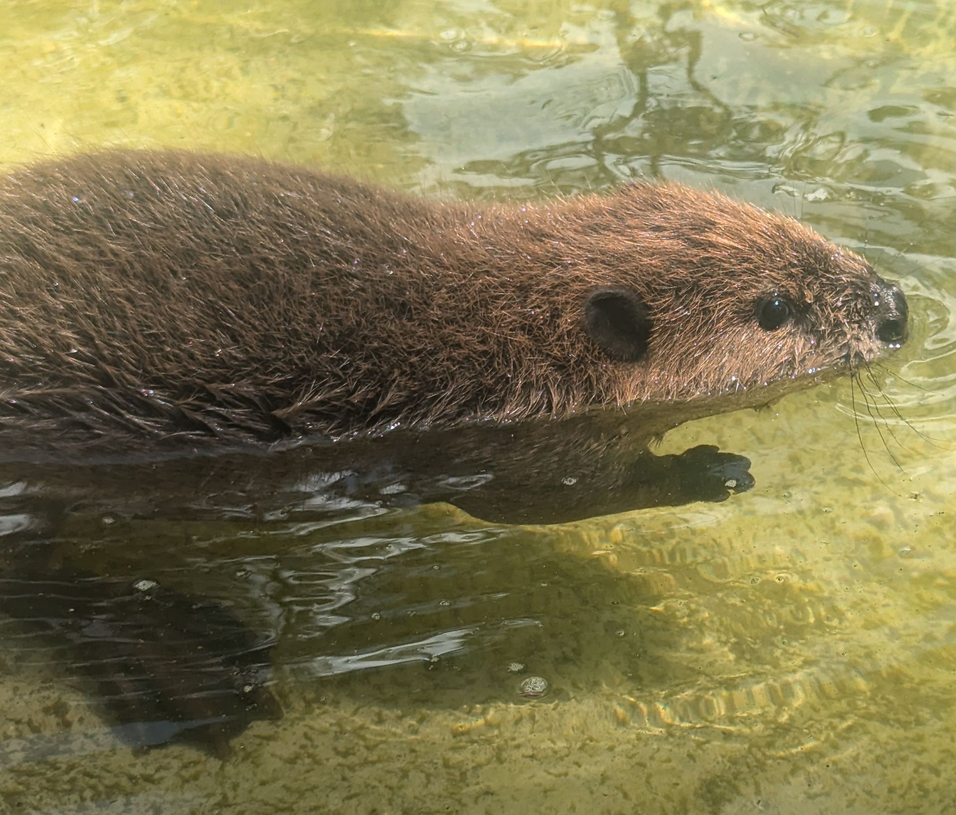 Gulf Shores Zoo News