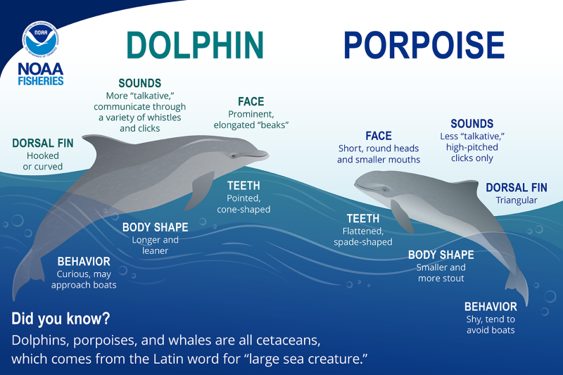 Gulf Shores Dolphins