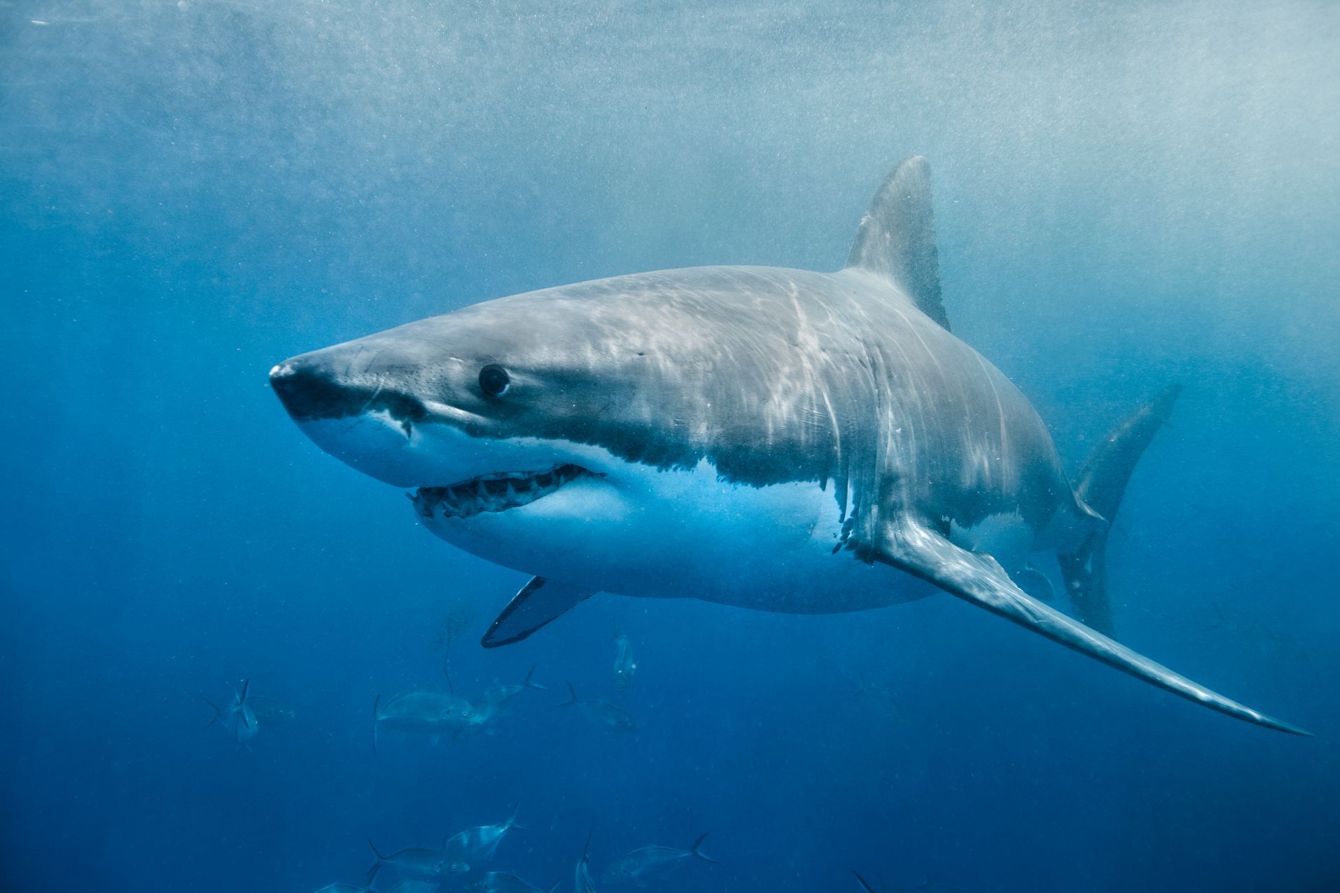 Largest great white shark