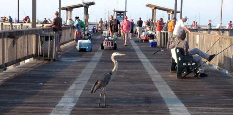 Gulf State Park Fishing Pier