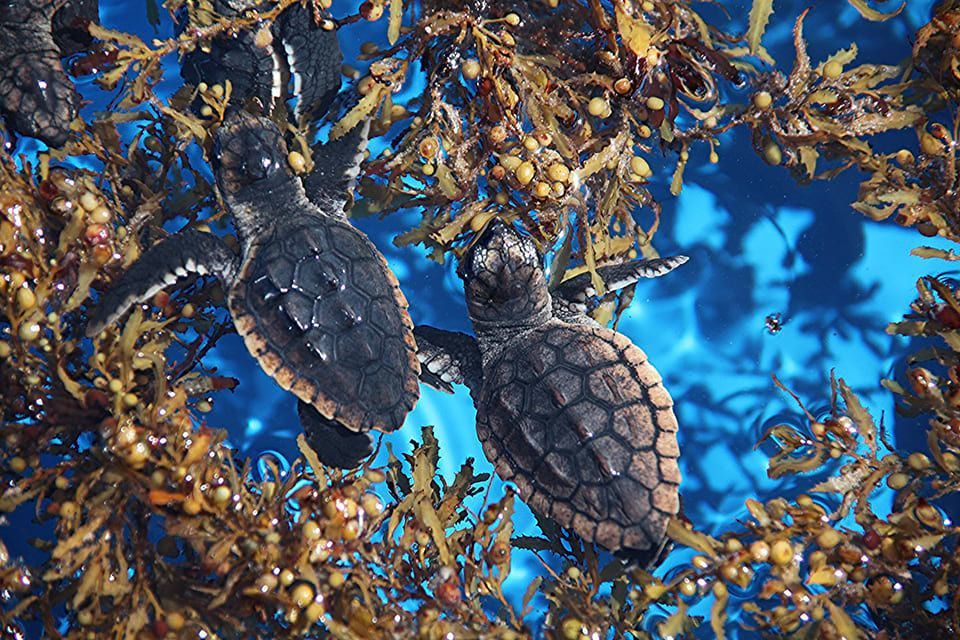 Turtles feeding on floating sargassum - NOAA