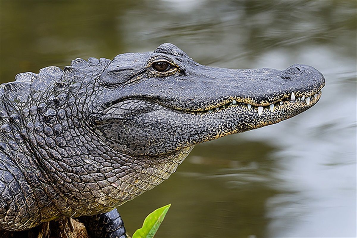 Alligator Season