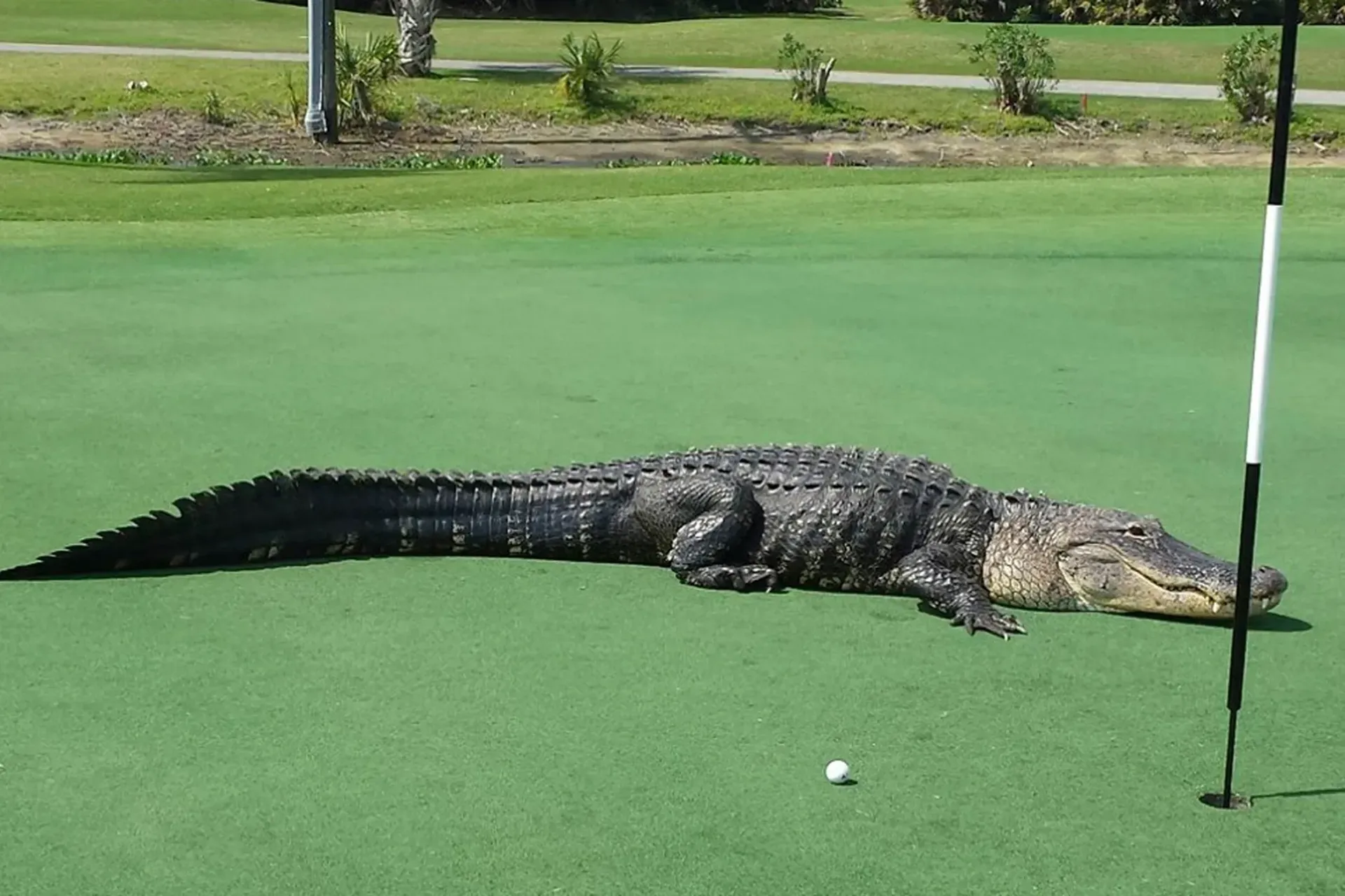 Alligators and the Gulf Shores Landscape