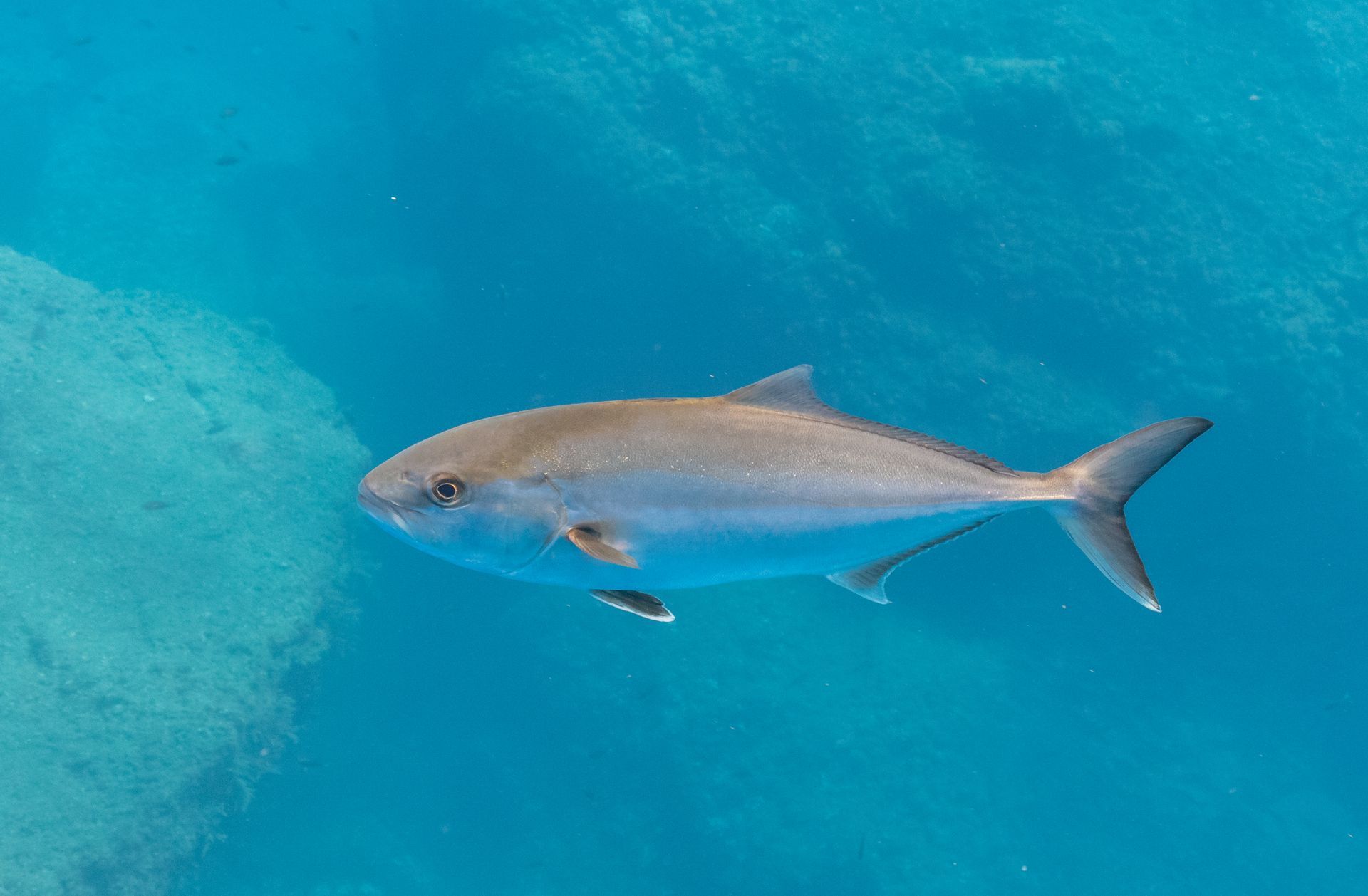 gulf shores fishing news