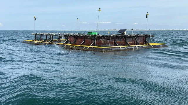Sea Lab Harvests First Fish From Gulf Aquaculture Platform