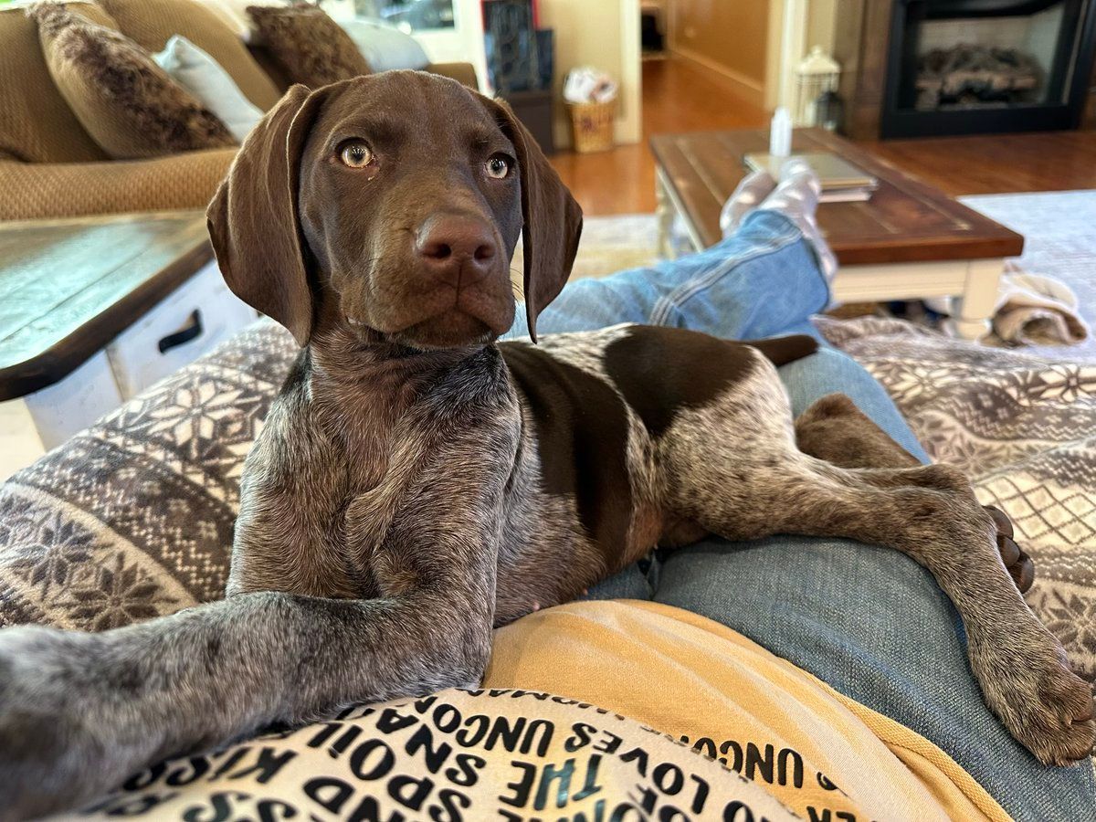 beau’s law tethering dogs in alabama