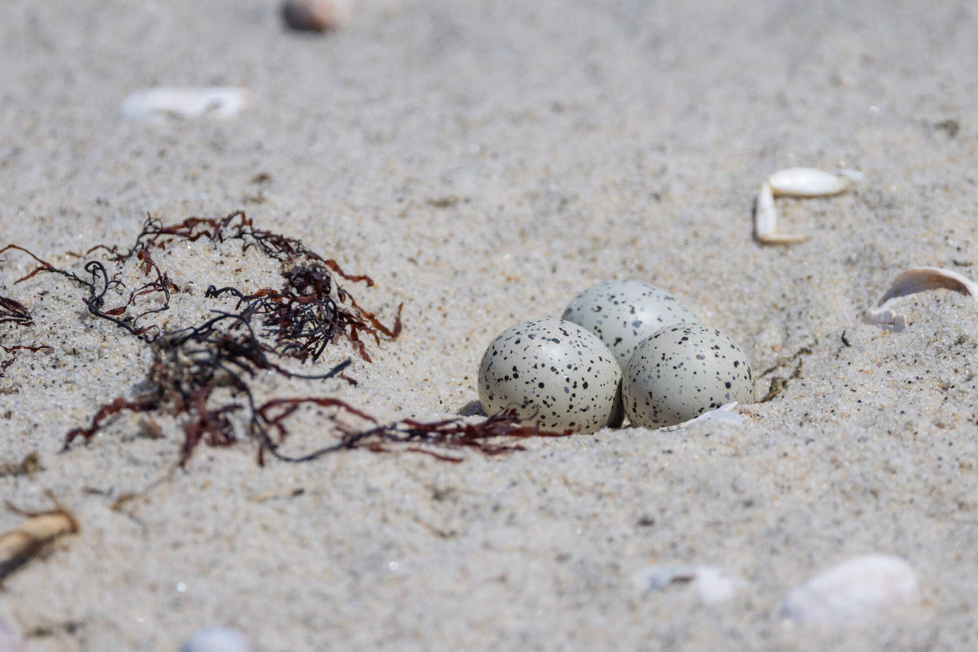 Nest Fest Orange Beach