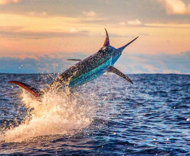 Blue Marlin Grand Championship