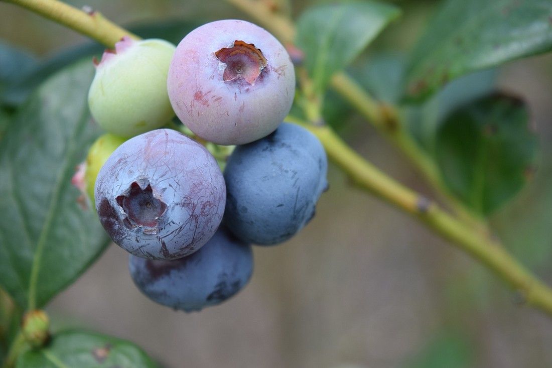 Blueberry Season is Calling