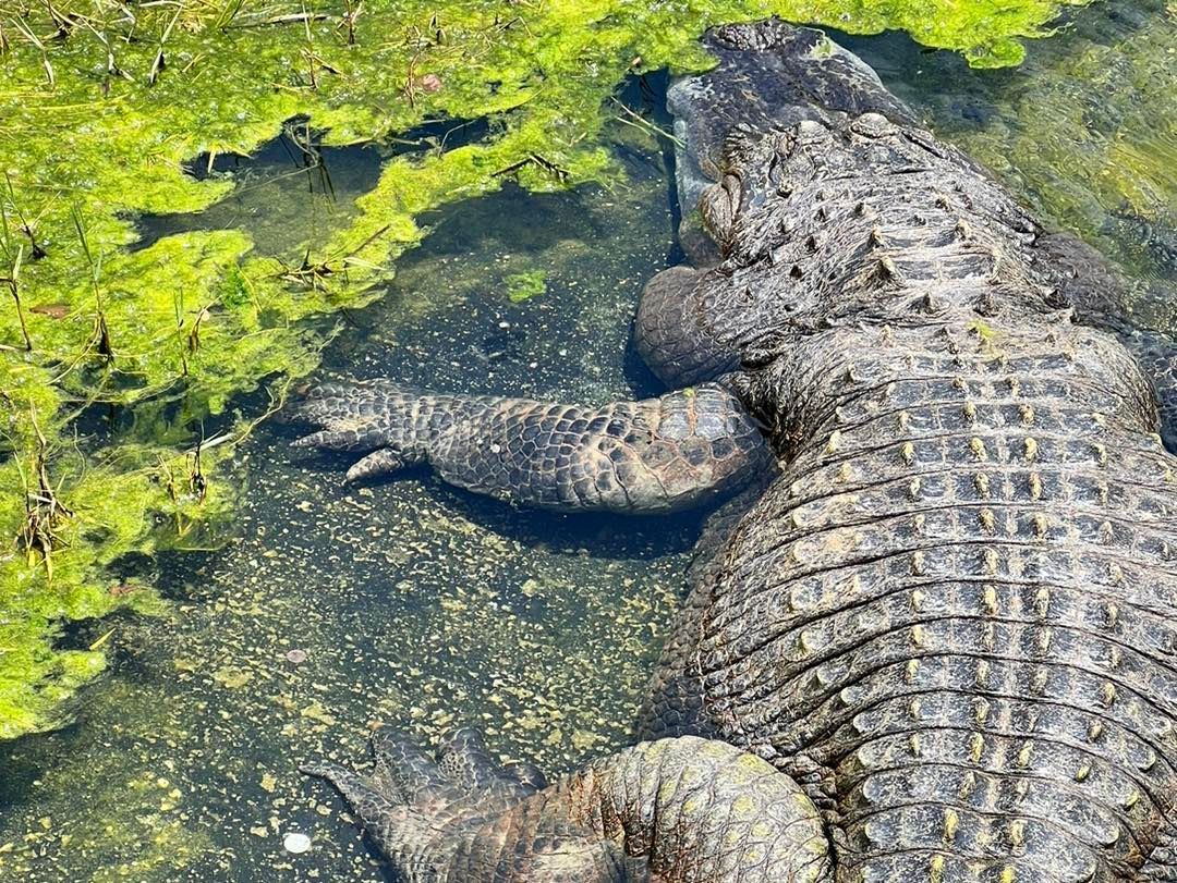 Chucky the alligator at Gulf Coast Zoo