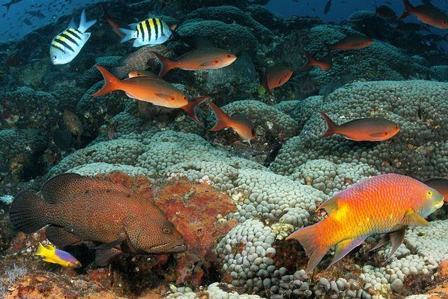 Restoring Injured Coral Habitats in the Gulf