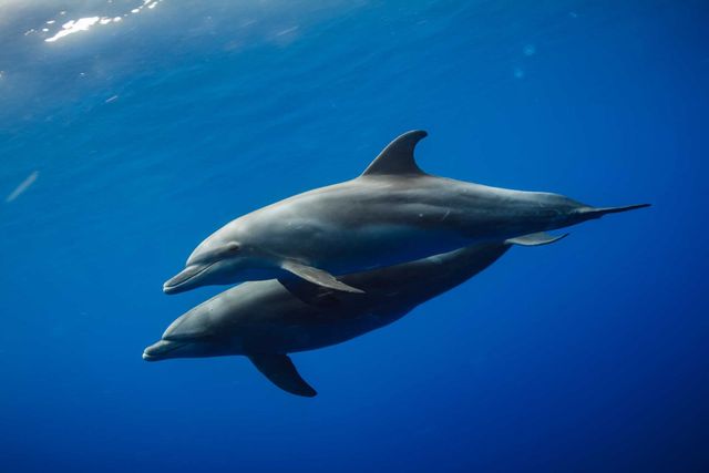 Gulf Coast Waters Home To Dolphins, Not Porpoises
