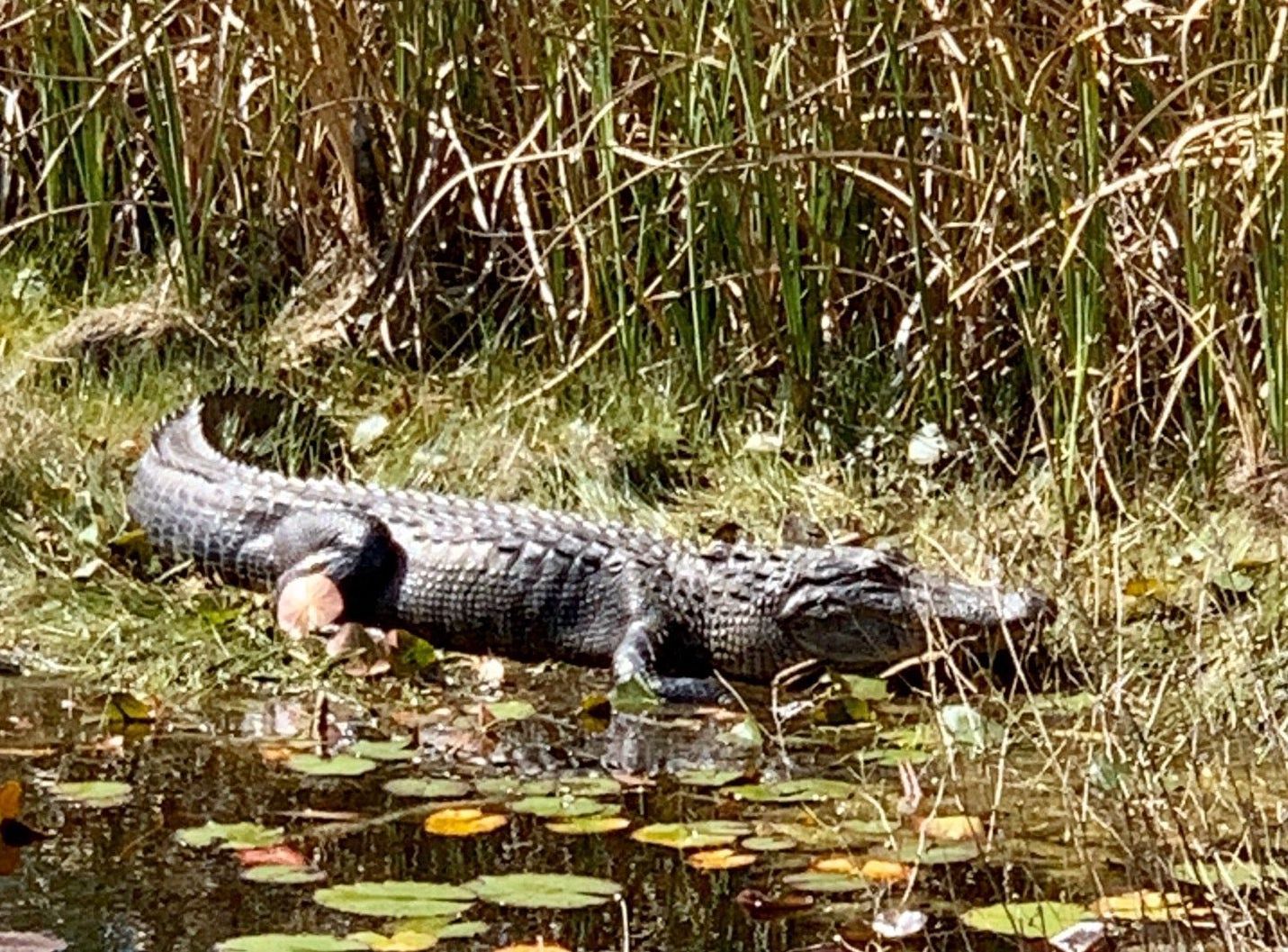 Gator Lake Trail Reopens In Alabama Wildlife Refuge