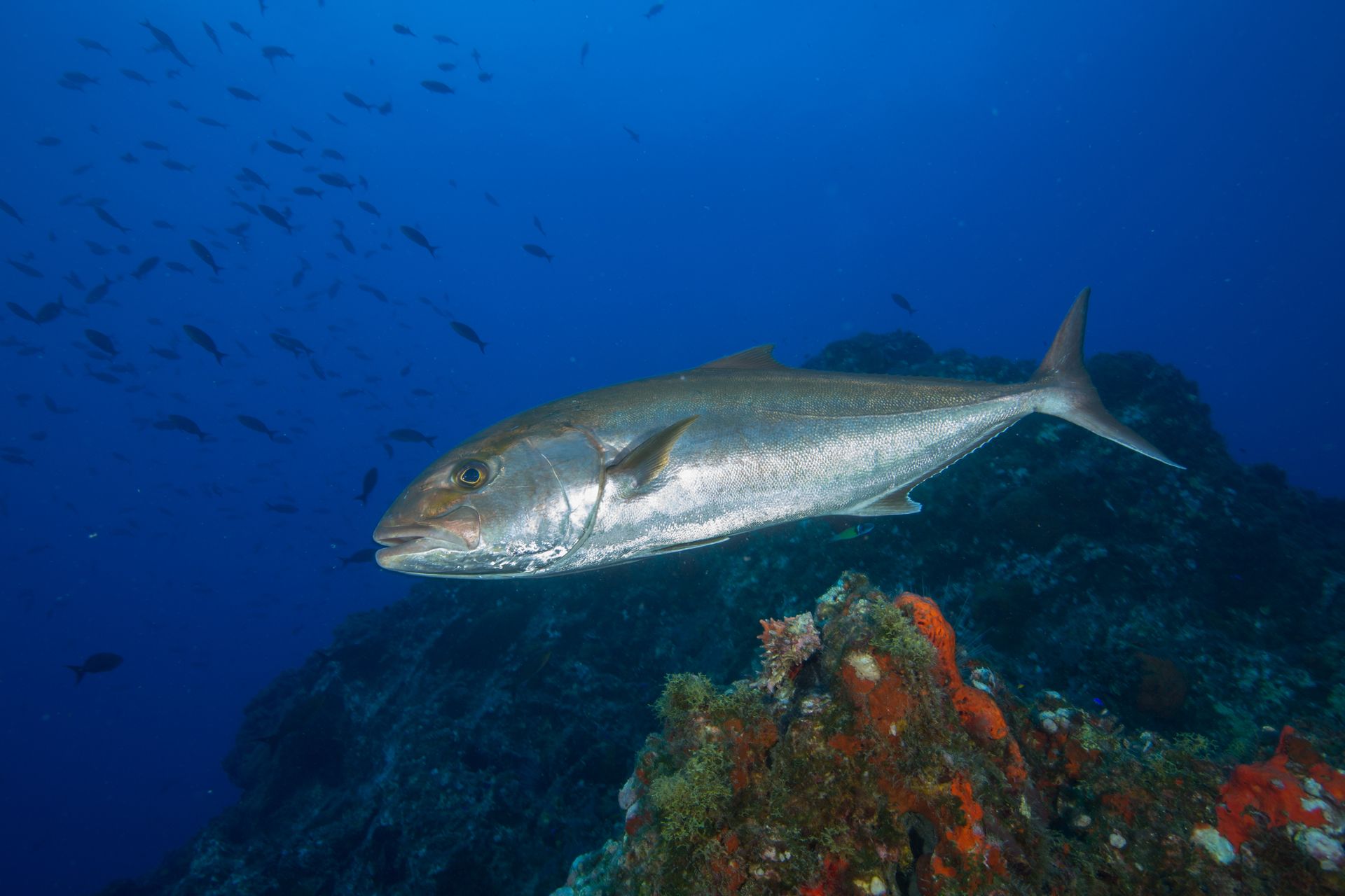 Longer Greater Amberjack Season In Federal Waters Of The Gulf