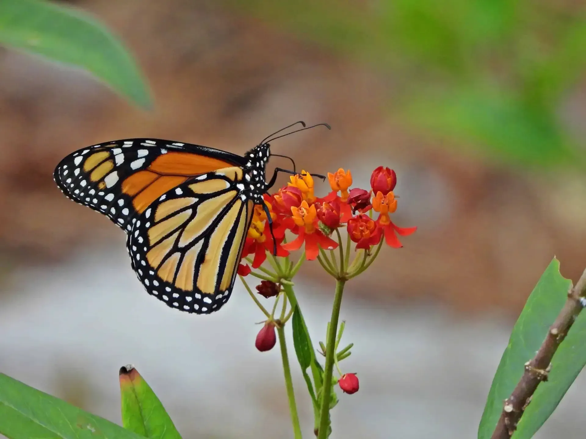 Gulf Shores area news