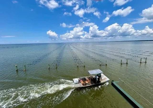 Murder Point Oyster Baskets