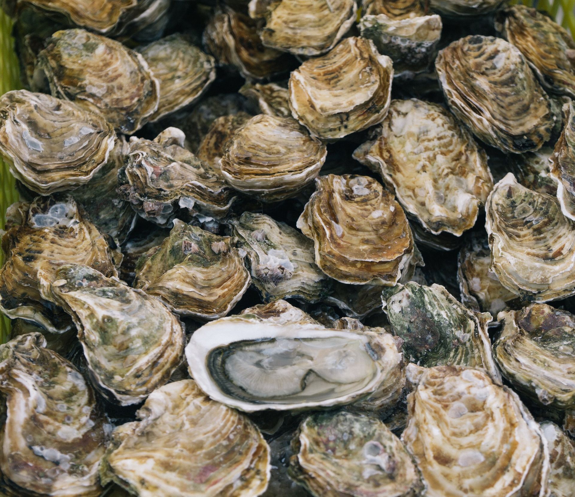 Murder Point’s oyster farm