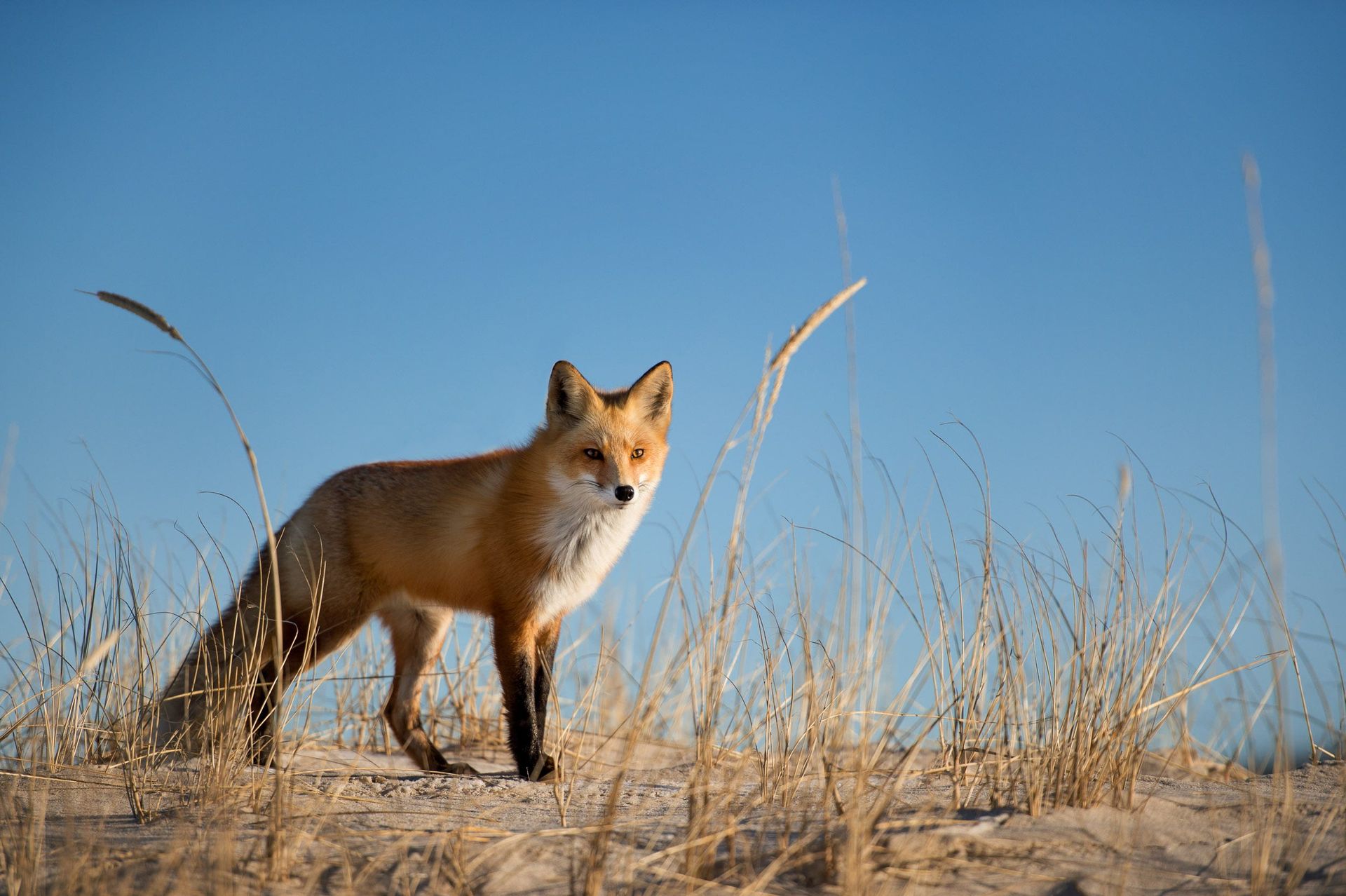 news about red fox on gulf shores beach