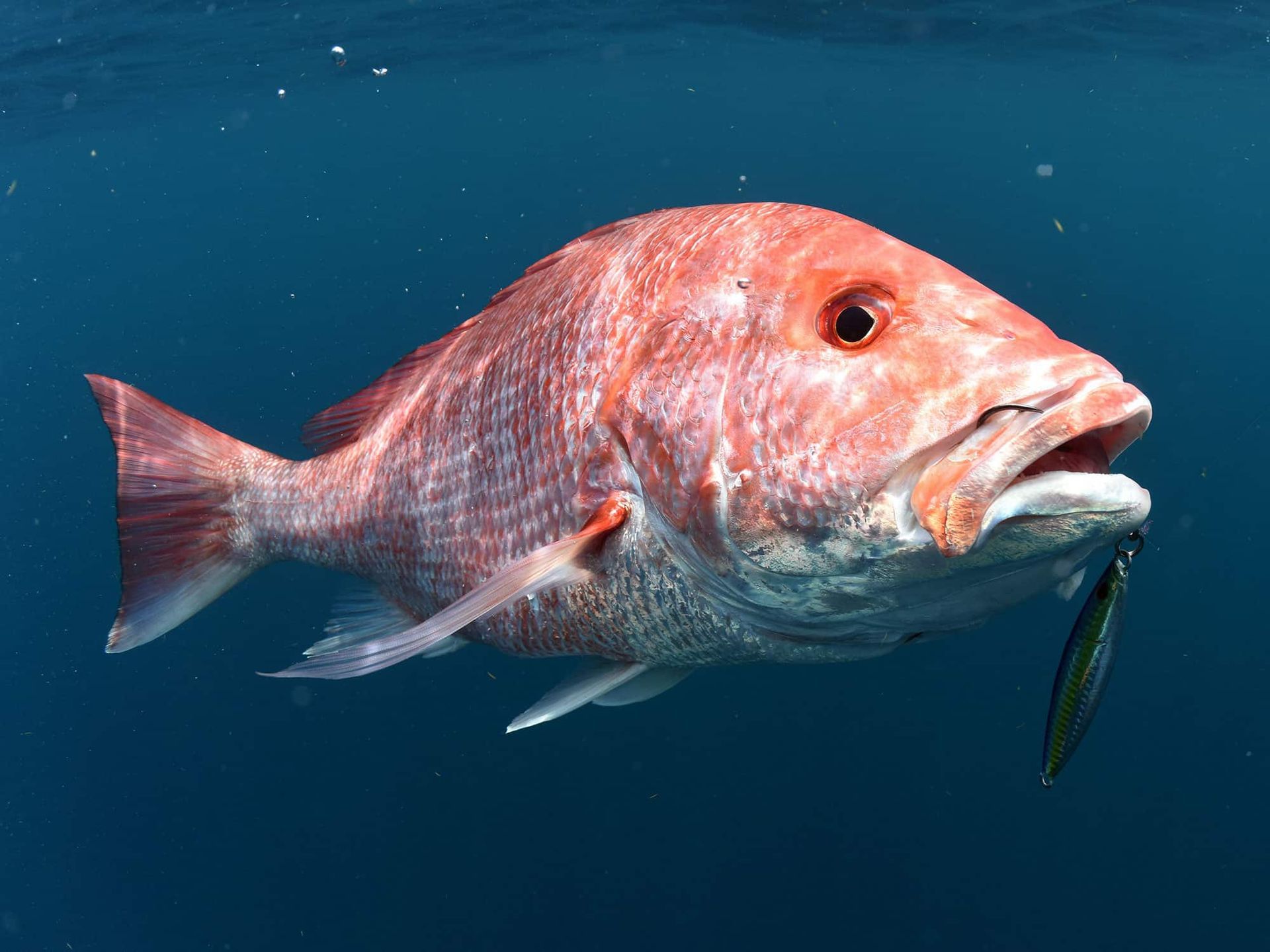 Snapper Fishing News Gulf Shores