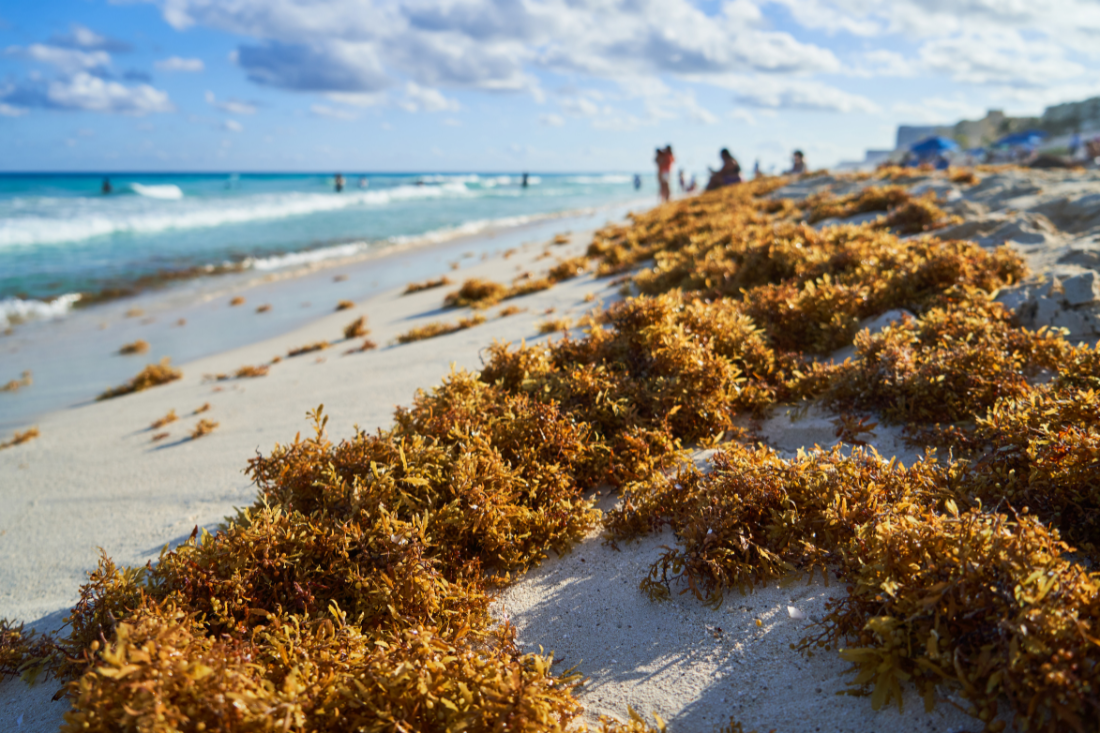 Sargassum Frequently Asked Questions