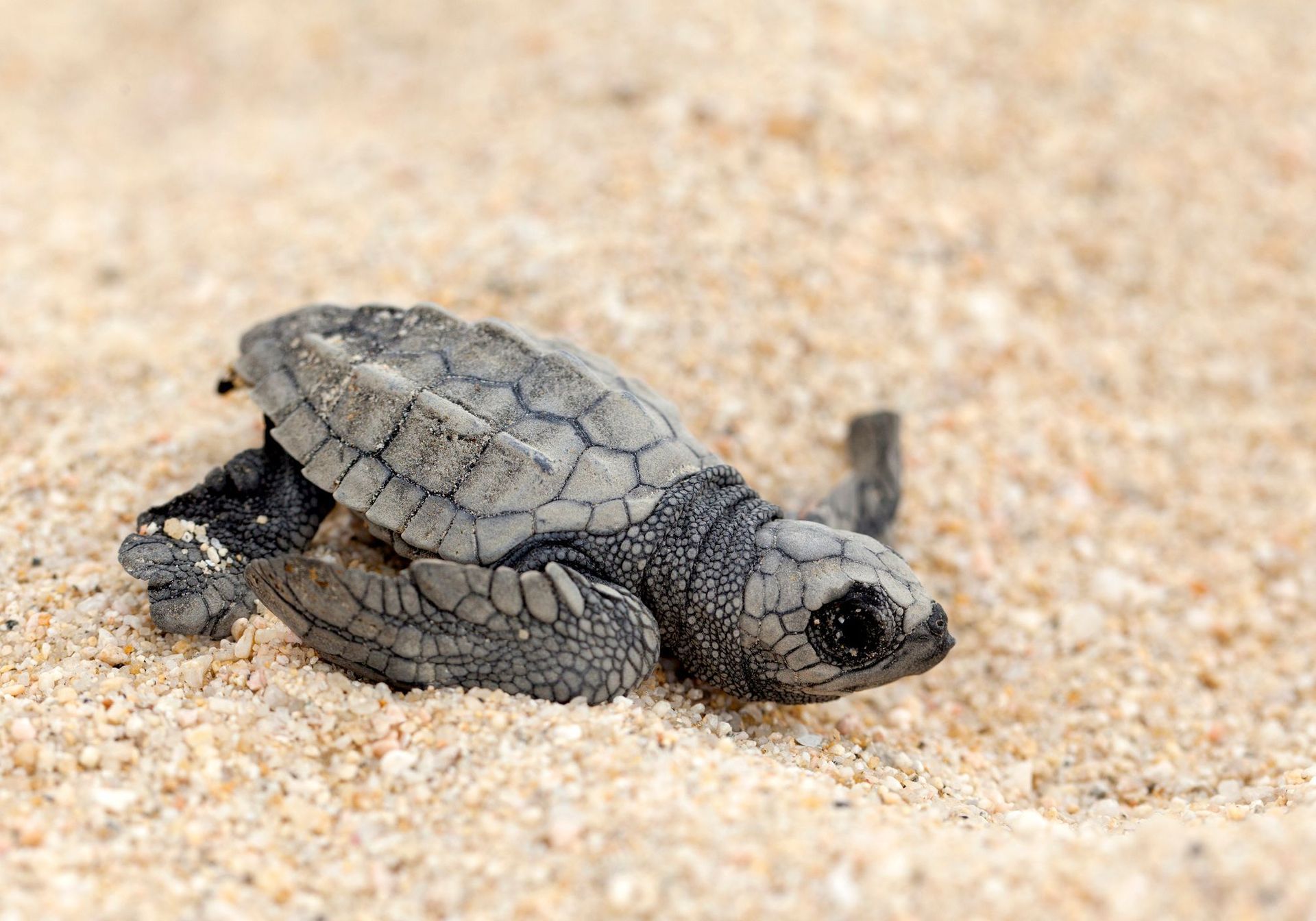 Sea Turtle Nest Vandalized In Orange Beach