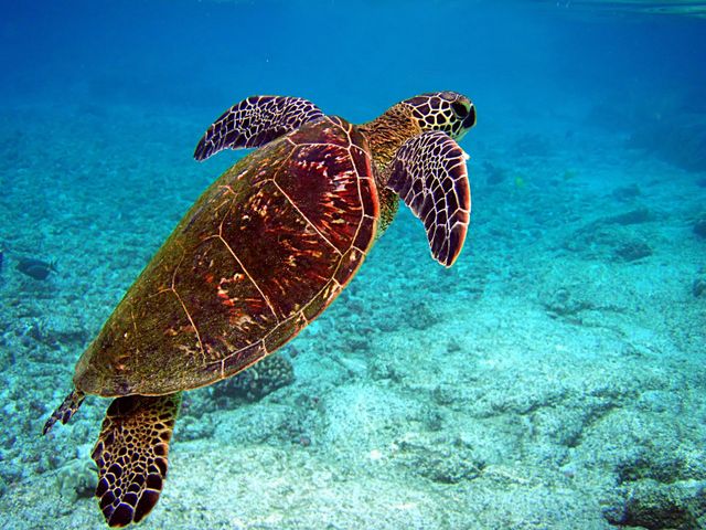 World Sea Turtle Day Along Alabama Beaches World Sea Turtle Day Along Alabama Beaches