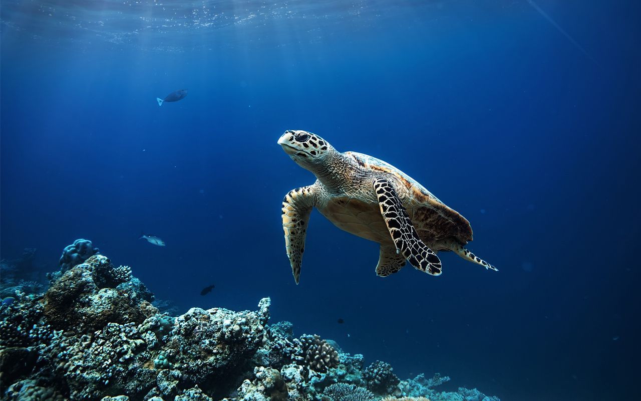 Many Sea Turtle Populations Increasing