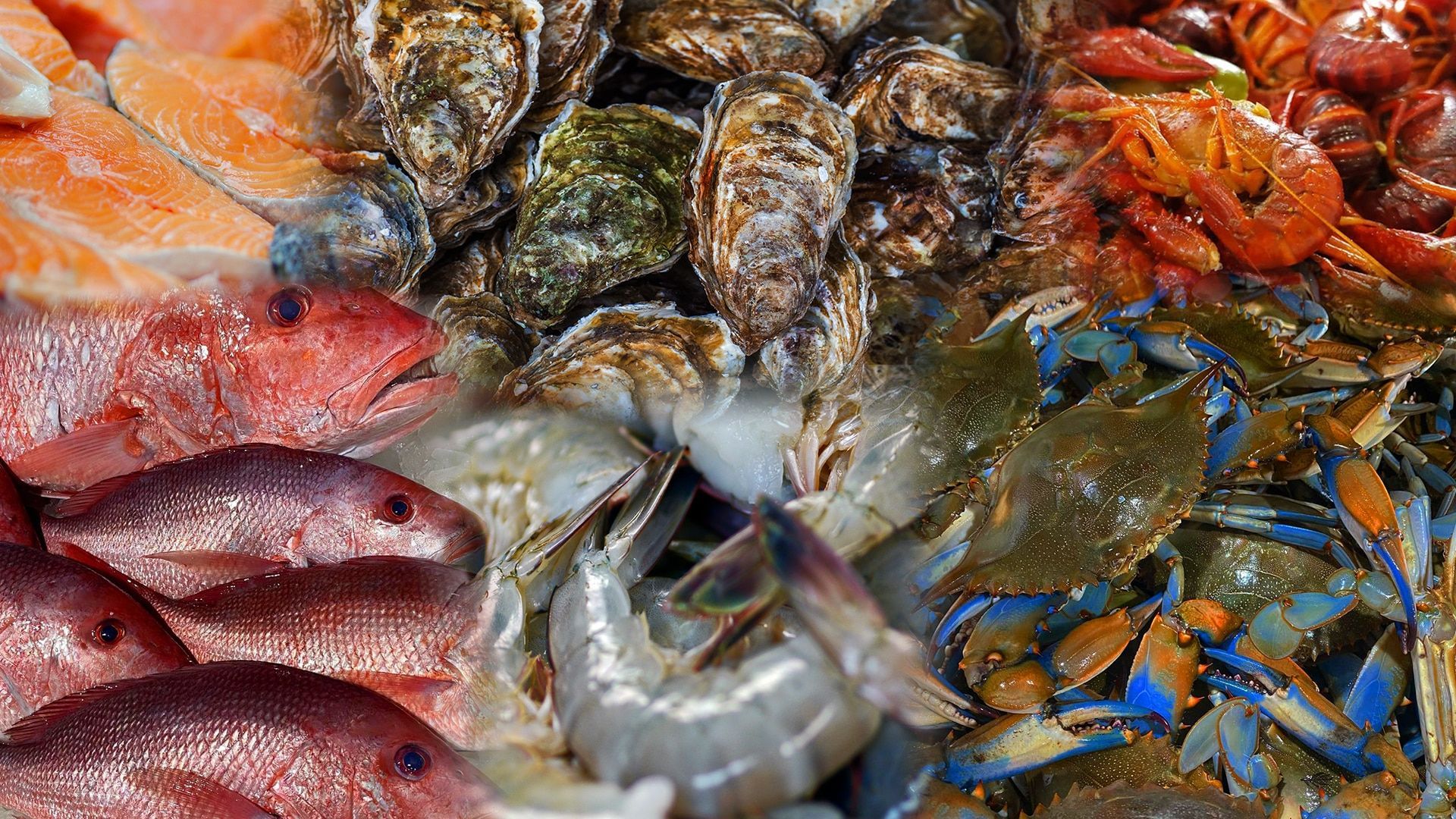 Gulf Shores Seafood News