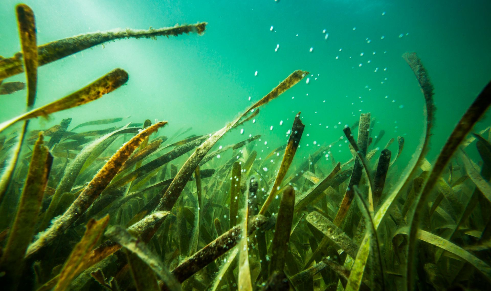 Islands in Orange Beach Starting Restoration Project