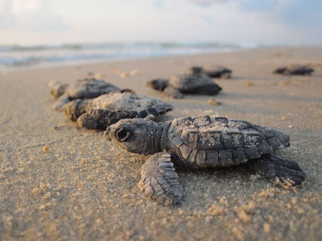 Sea Turtle Nest