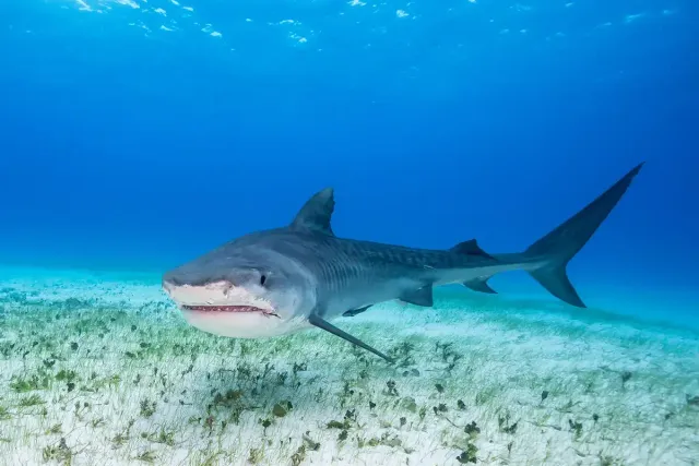Shark bites in gulf shores al