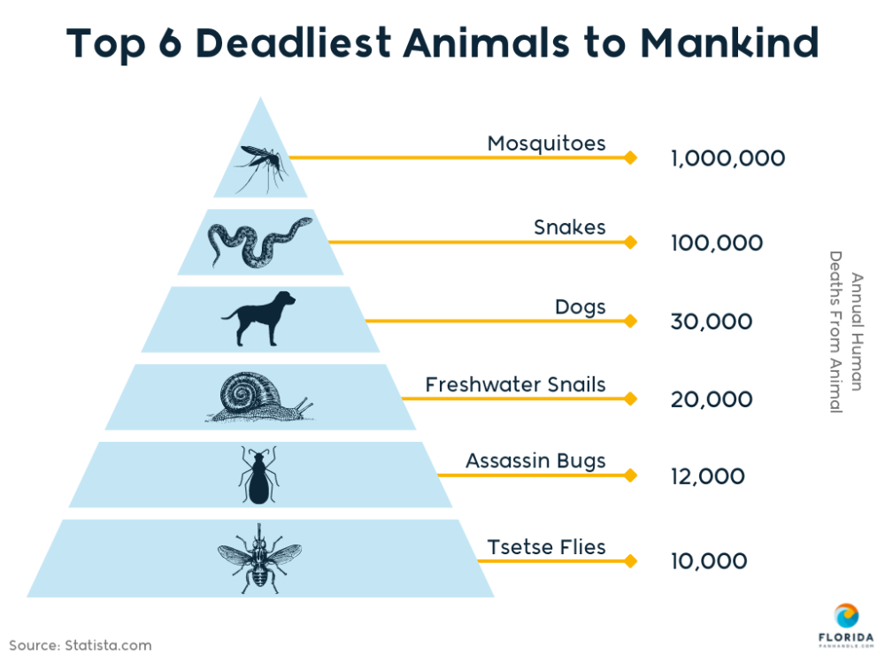 deadliest animals