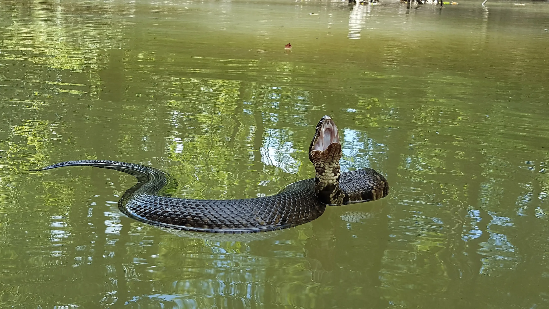 Snakes in the Gulf State Park of Alabama