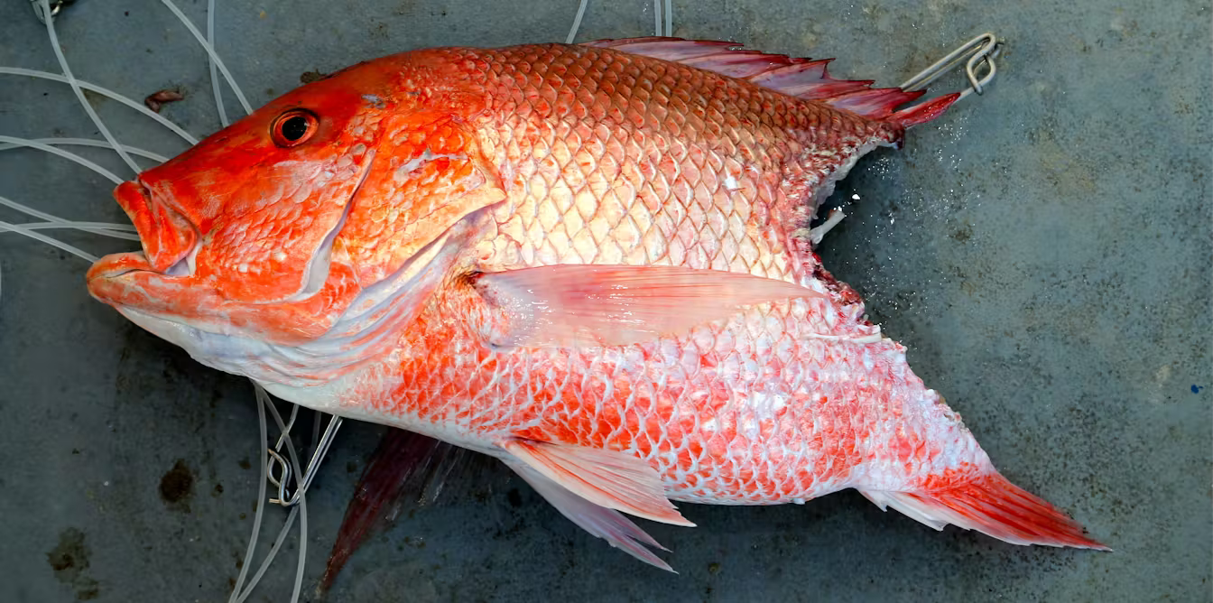 Gulf Shores fishing news