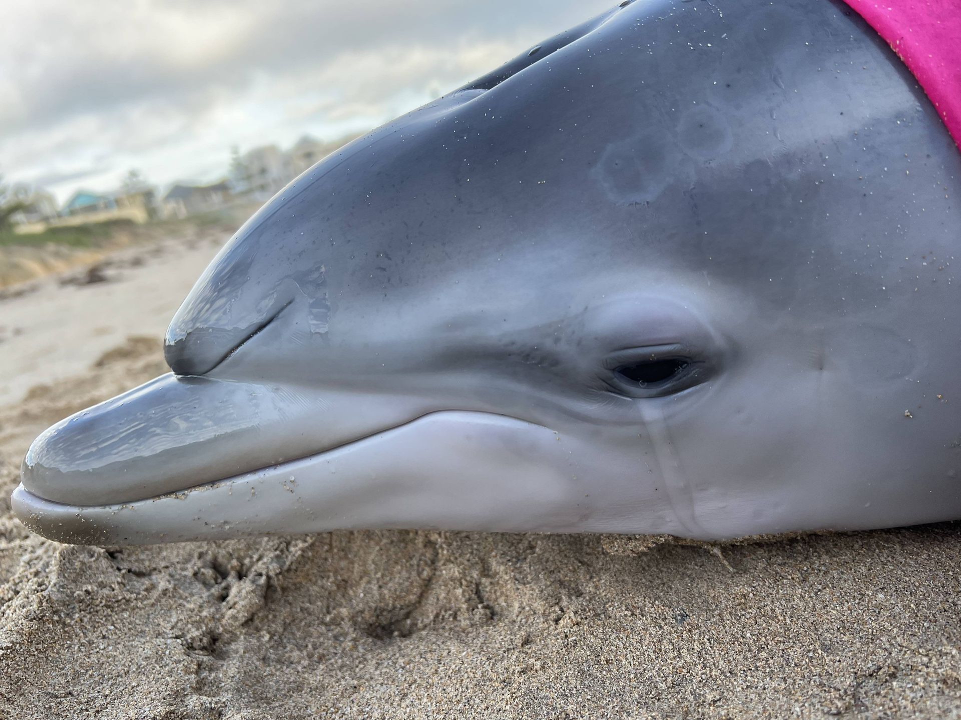 Protecting bottlenose dolphins from coastal construction