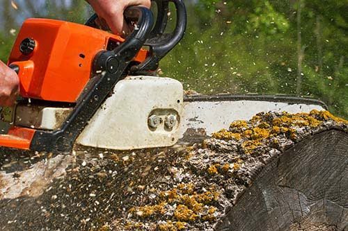 A person is using a chainsaw to cut a tree stump.