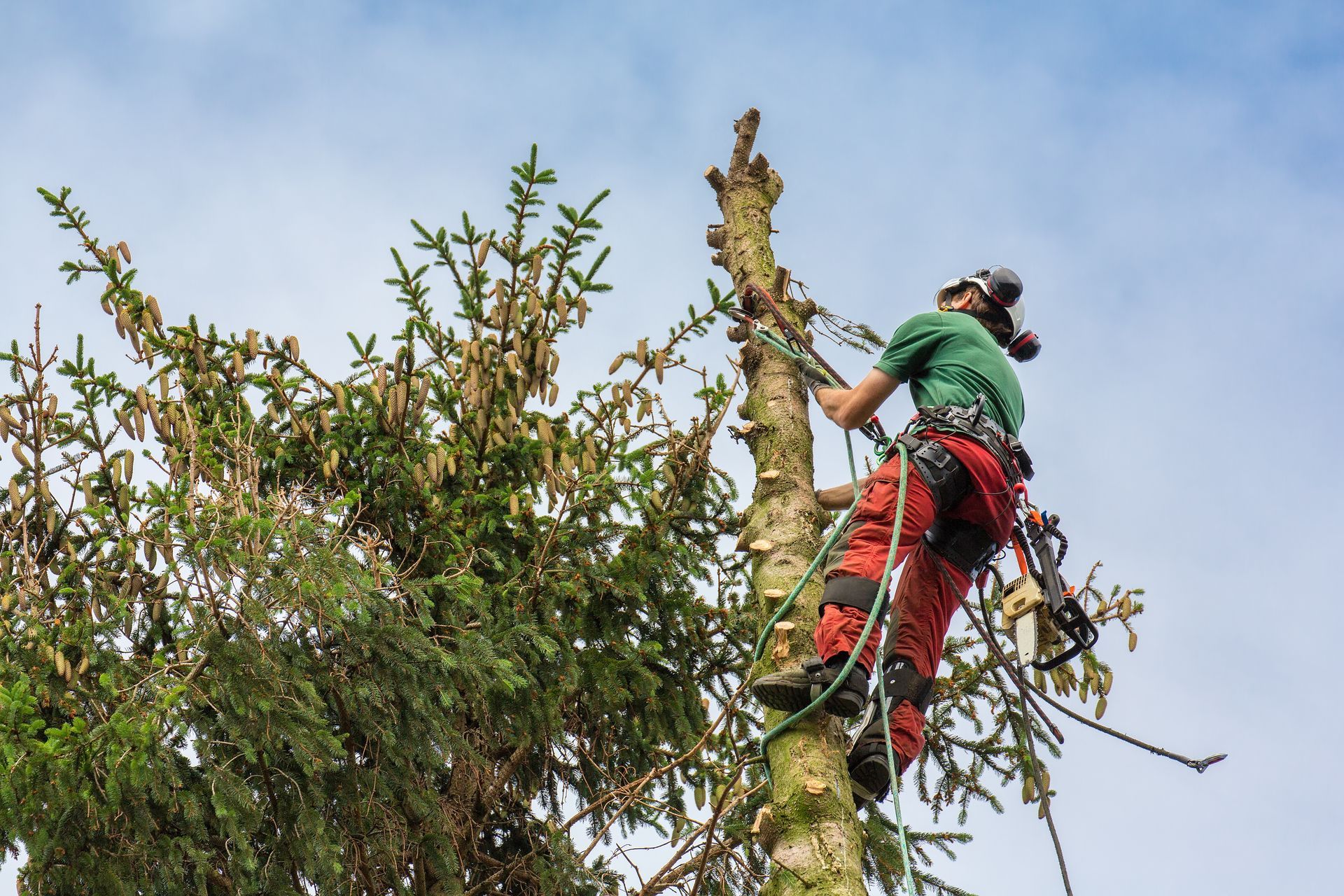 A man is climbing up the side of a tree.